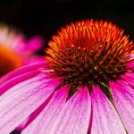 L’echinacea può prevenire in modo sicuro le infezioni respiratorie e le complicanze associate