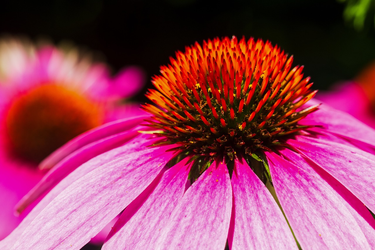 L’echinacea può prevenire in modo sicuro le infezioni respiratorie e le complicanze associate