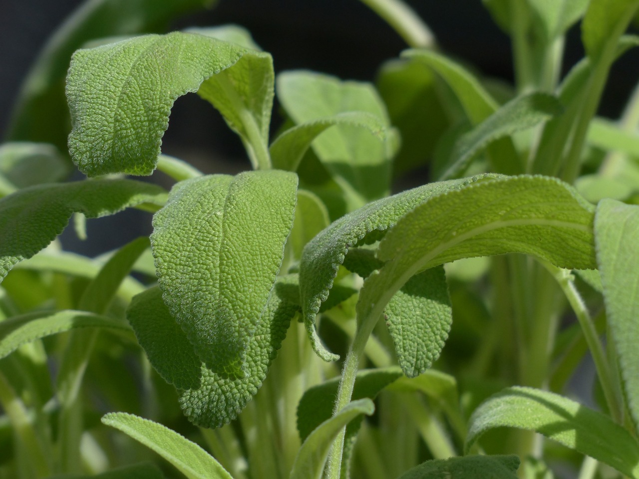 Salvia, dalla cucina all'armadietto dei rimedi