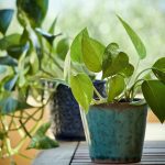 10 piante antinquinamento che migliorano l'aria degli ambienti chiusi