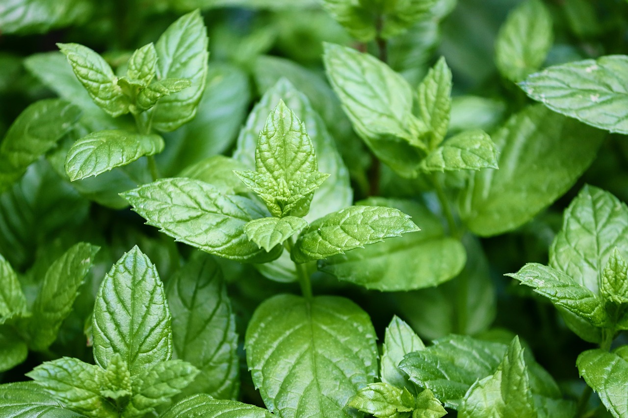 Menta piperita e dolore post operatorio