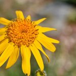 Nuove conferme alle proprietà curative dell'Arnica
