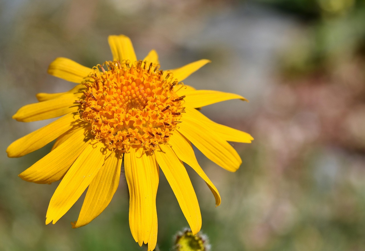 Nuove conferme alle proprietà curative dell'Arnica