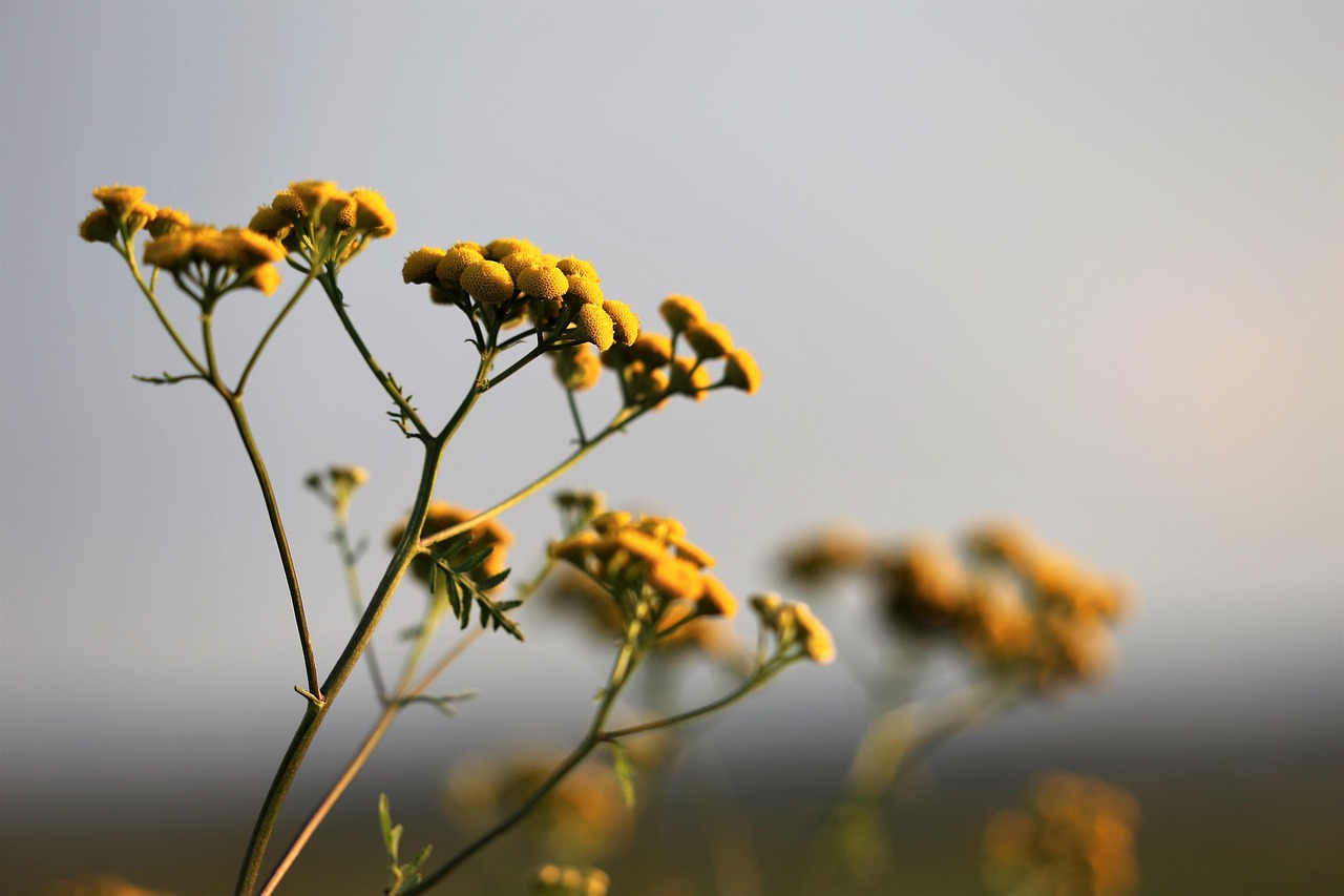 Dall'elicriso nuovi cerotti naturali e trattamenti avanzati per le cicatrici