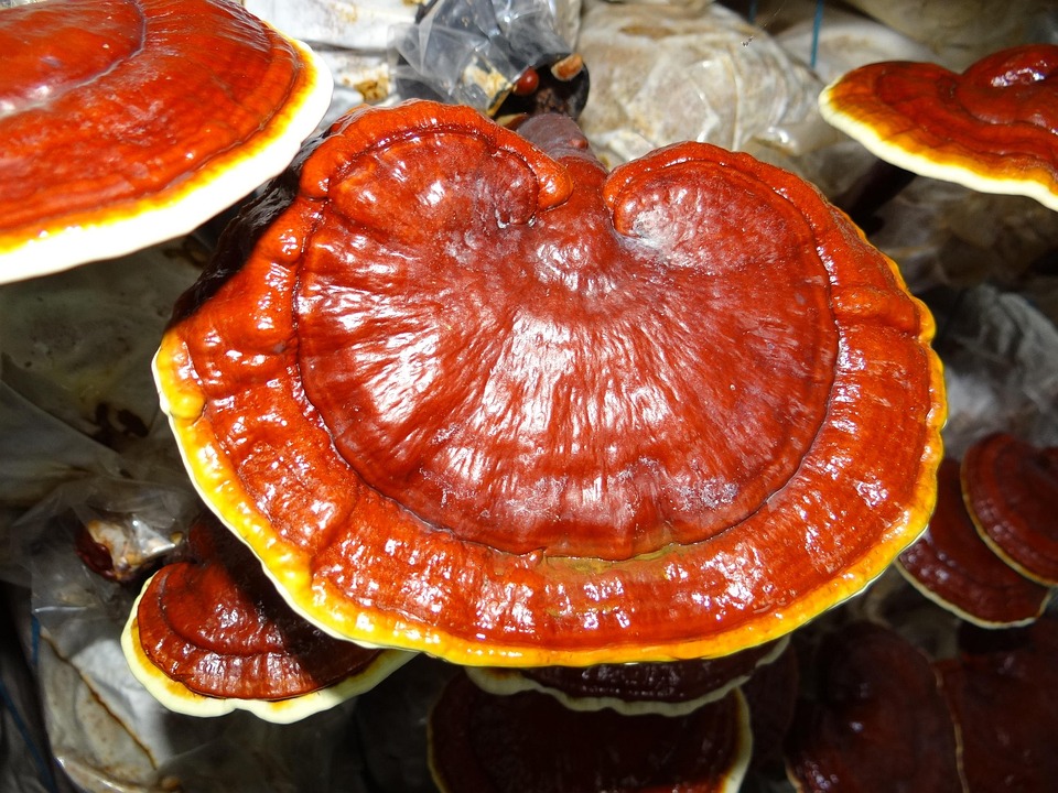 Malattie del sistema nervoso centrale, possibile aiuto dei funghi medicinali tradizionali cinesi