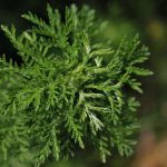 Capacità antitumorale dell’Artemisia Annua