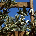 Dalle foglie di olivo un collirio per la guarigione delle ferite corneali