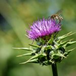 Il miglior epatoprotettore tra le piante officinali