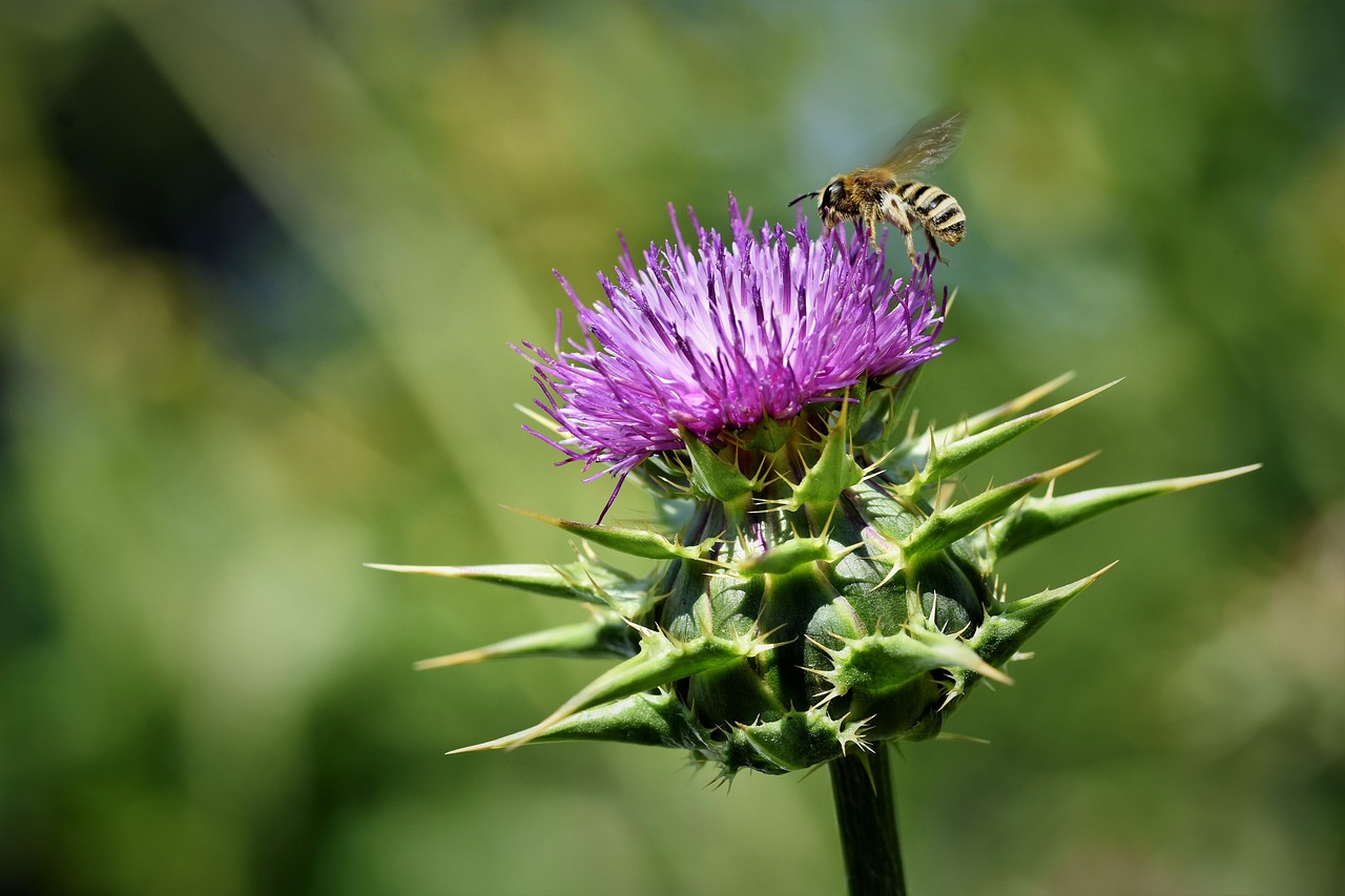 Il miglior epatoprotettore tra le piante officinali