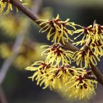 Dermatite atopica. Riconosciuta dalla scienza la possibilità di una cura naturale