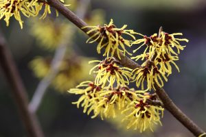 Dermatite atopica. Riconosciuta dalla scienza la possibilità di una cura naturale