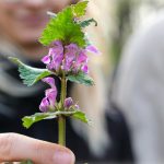 La catena delle connessioni