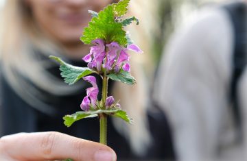 La catena delle connessioni