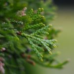 Potenziale anti-tumorale di Thuja occidentalis
