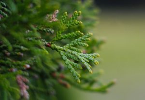 Potenziale anti-tumorale di Thuja occidentalis