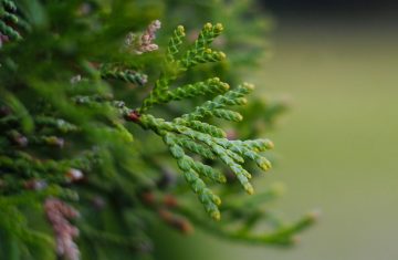 Potenziale anti-tumorale di Thuja occidentalis
