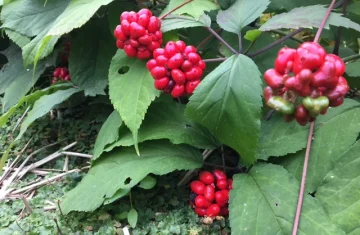 Ginseng, l'alleato naturale contro l’andropausa