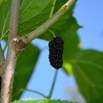 Glicemia alta, un campanello d’allarme spesso ignorato e un possibile alleato naturale