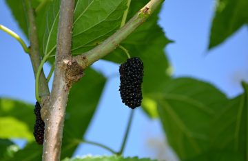 Glicemia alta, un campanello d’allarme spesso ignorato e un possibile alleato naturale
