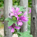 Dalla tradizione contadina alla dispensa: perché la malva resta utile oggi