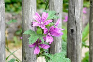 Dalla tradizione contadina alla dispensa: perché la malva resta utile oggi