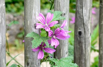 Dalla tradizione contadina alla dispensa: perché la malva resta utile oggi