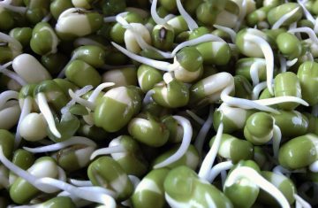 Cereali e legumi germogliati: più nutrienti, più disponibili