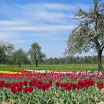 Rinite allergica: perché il corpo reagisce ai pollini e cosa puoi fare