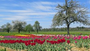 Rinite allergica: perché il corpo reagisce ai pollini e cosa puoi fare