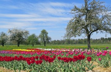 Rinite allergica: perché il corpo reagisce ai pollini e cosa puoi fare