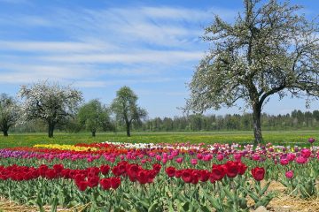 Rinite allergica: perché il corpo reagisce ai pollini e cosa puoi fare