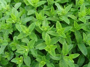Bastano due gocce al giorno? L’olio essenziale di menta piperita mostra effetti promettenti sulla pressione
