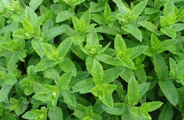 Bastano due gocce al giorno? L’olio essenziale di menta piperita mostra effetti promettenti sulla pressione