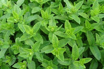 Bastano due gocce al giorno? L’olio essenziale di menta piperita mostra effetti promettenti sulla pressione