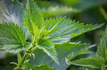 Ortica, il tesoro verde della primavera