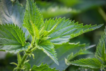 Ortica, il tesoro verde della primavera