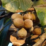 Triphala: custodire e valorizzare il sapere delle Medicine Tradizionali