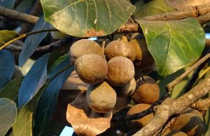 Triphala: custodire e valorizzare il sapere delle Medicine Tradizionali